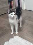Pisica sterilizata pentru adoptie