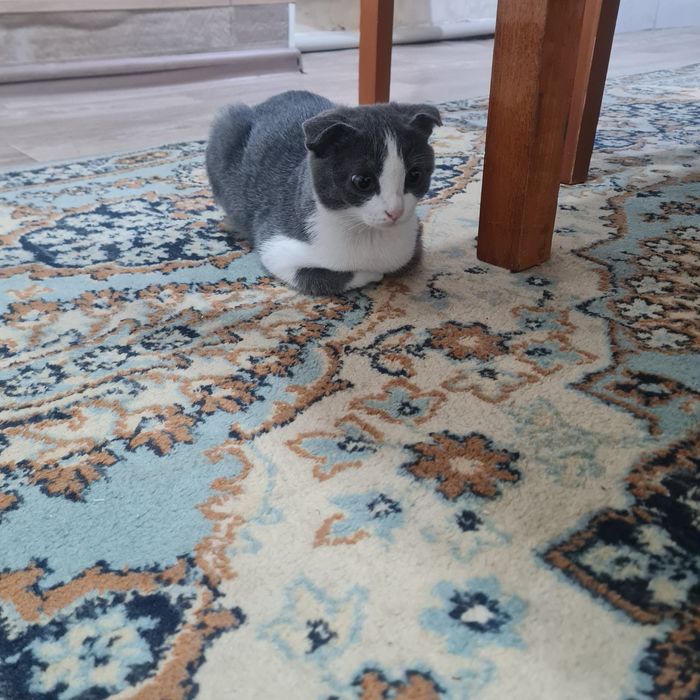 Веслаухий котенок, девочка