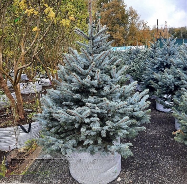 Голубая ель в горшке