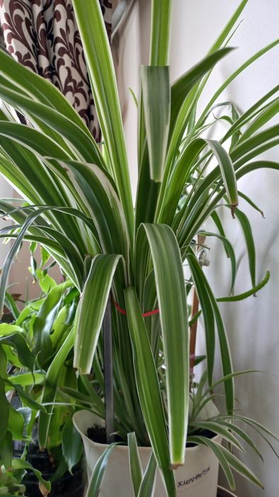 Продам Хлорофитум.