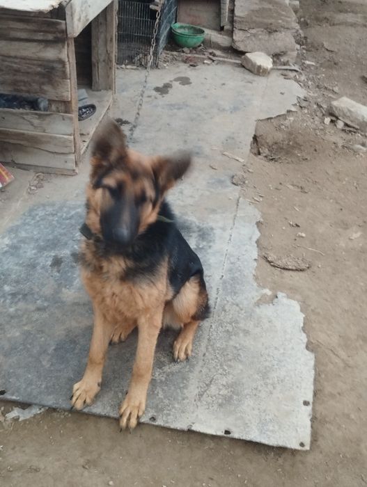 Немецкая овчарка