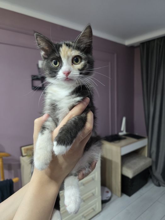 Отдам котенка в добрые руки