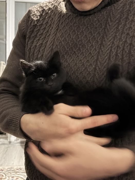 Отдам кошку в добрые руки