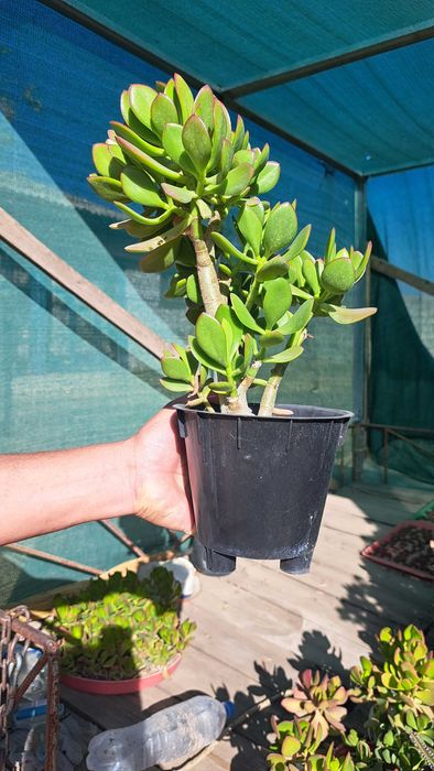 Денежное дерево комнатное растение город Чирчик