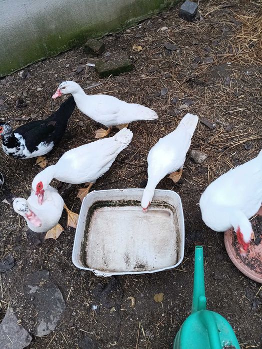 Vand 10 rate mute frumoase