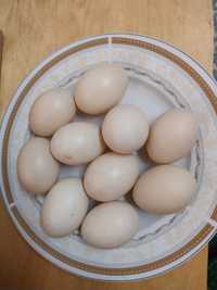 Индоутиное яицо свежий