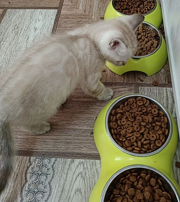 Бенгальские котята