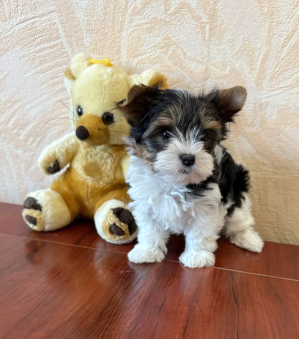 Бивер йоркширски териер