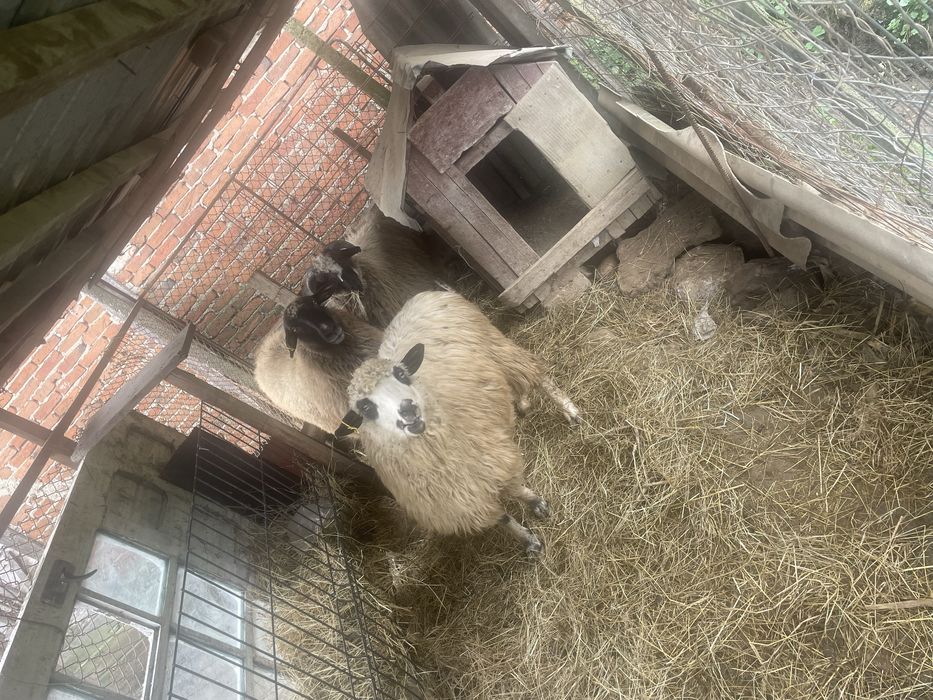 Vand 2 oi si un berbec