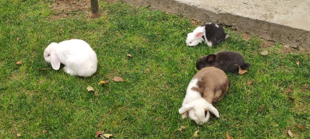 Порода "карлик баран" куёнлар сотилади ота она ва 2 та боласи