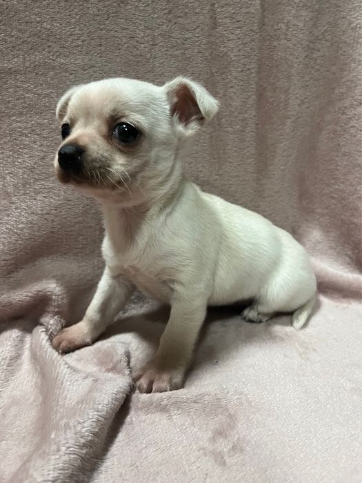 Продавам чихуахуа