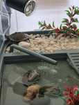 Terariu broaste testoase/reptile