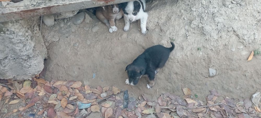 Kuchuk bola it 8 ta bor