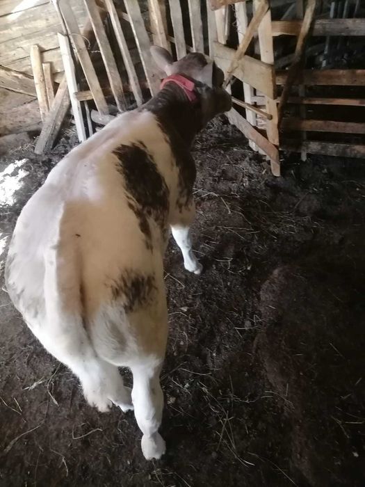 Vand vitea de o luna jumătate si un tauras de o luna
