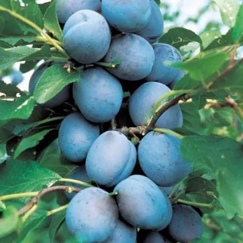 Колонни и Мини овощни дръвчета