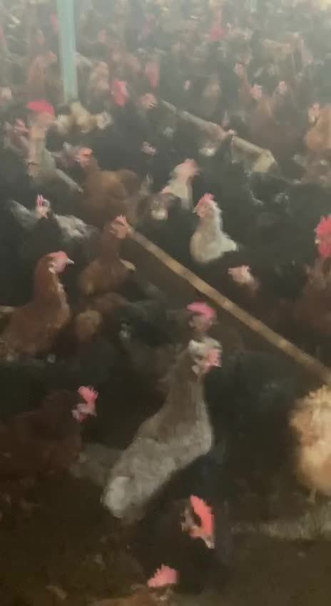 Qora qizil ok rangli xonaki uy tovuqlari sotiladi abyom va donaga