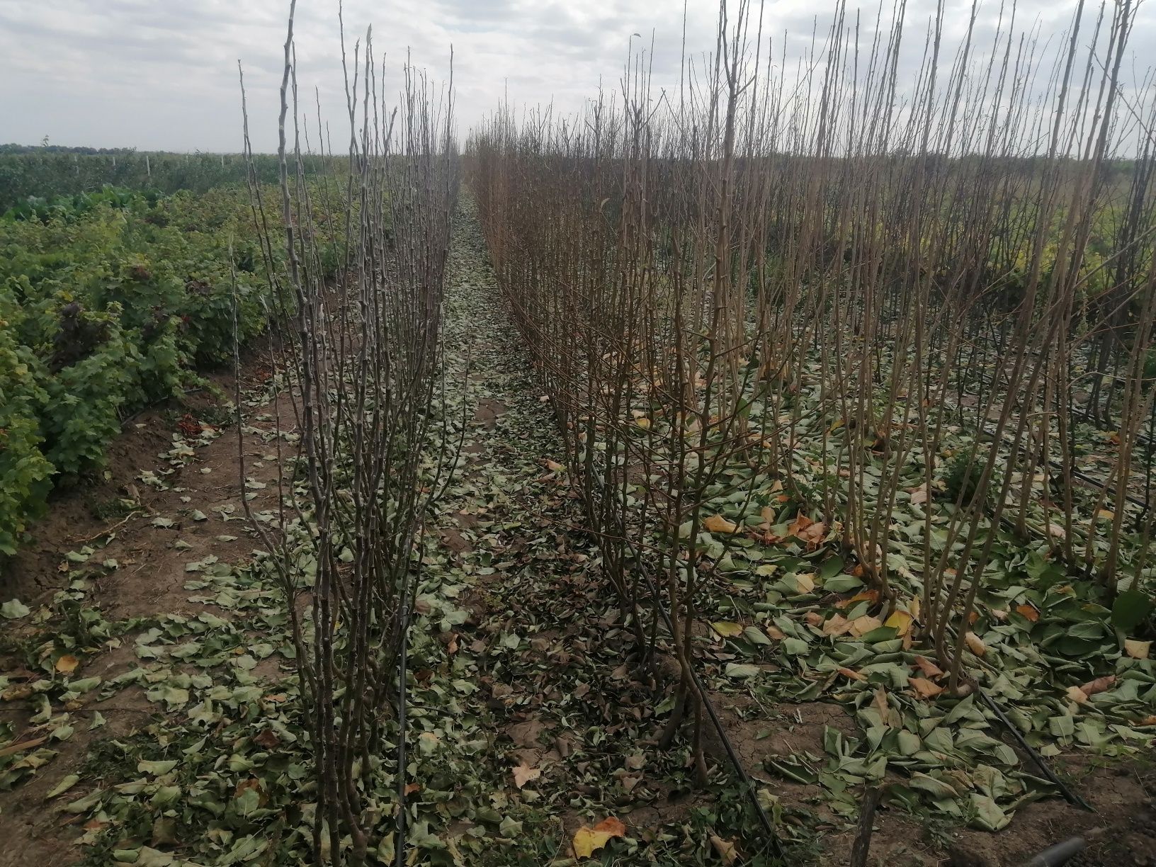 Pomi fructiferi direct de la producător