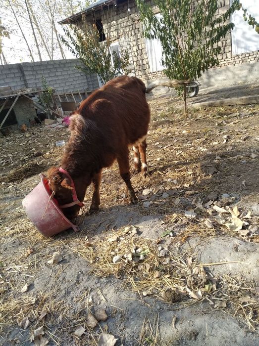 2 гуножин сотилади