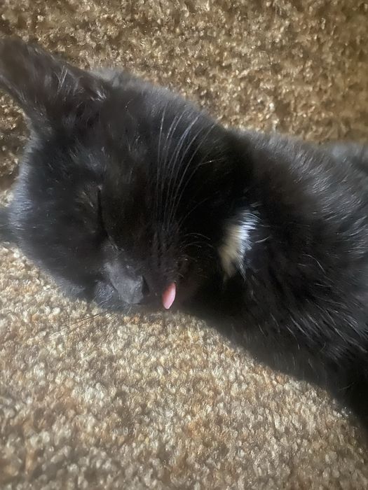 Отдам котика в хорошие руки!