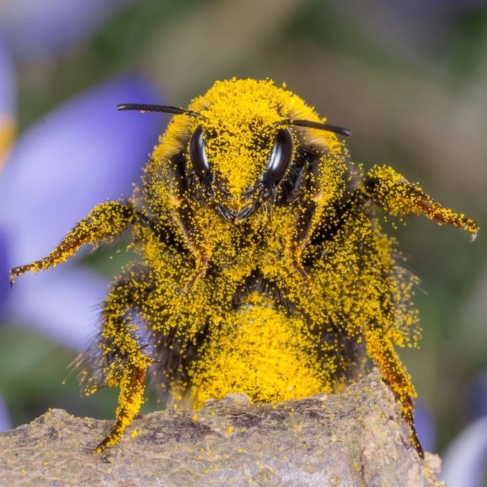 ПЫЛЬЦА цветочная - ЛЕТО '25 (обножка пчелиная)