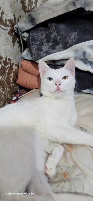 Turkish Angora  mushuk