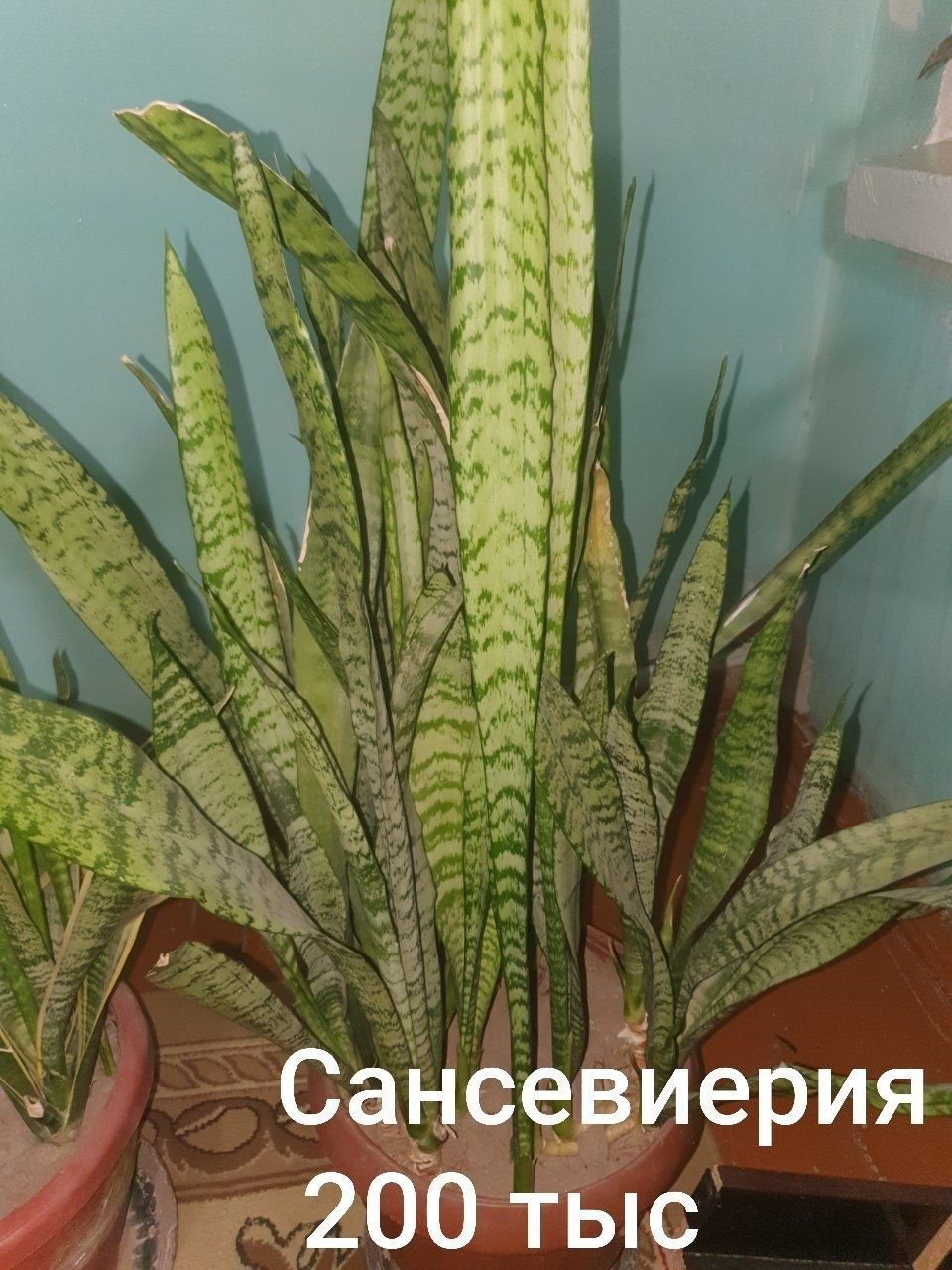 Цветок сансевиерия