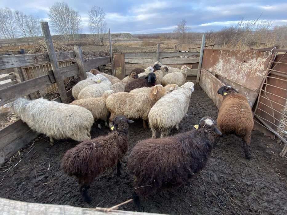 қой тоқтылармен сатамын