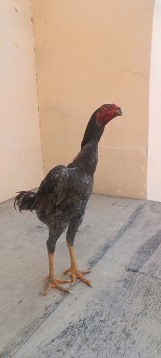 Кул жужалар сотилади