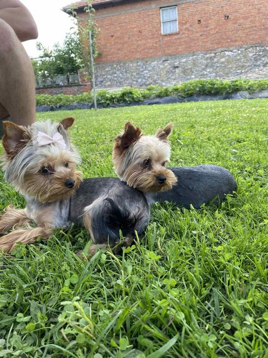 Йоркширски териер