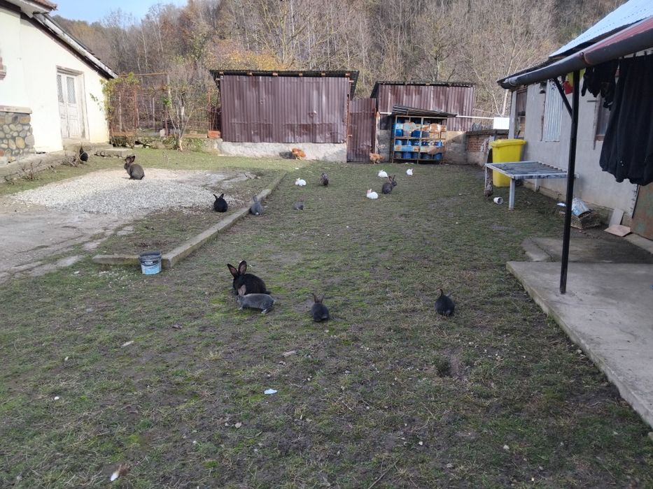 Iepuri si iepurași de vanzare