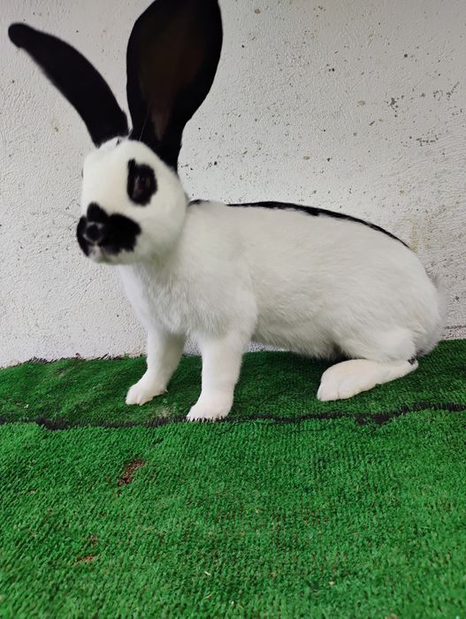 Vînd iepuri de RASĂ ,!!