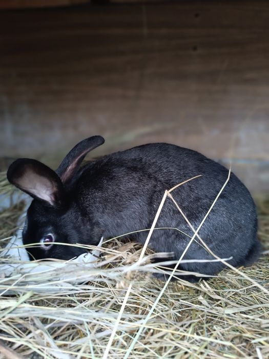 Продаются 2.5 месячные крольчата и 5 месячные кролы