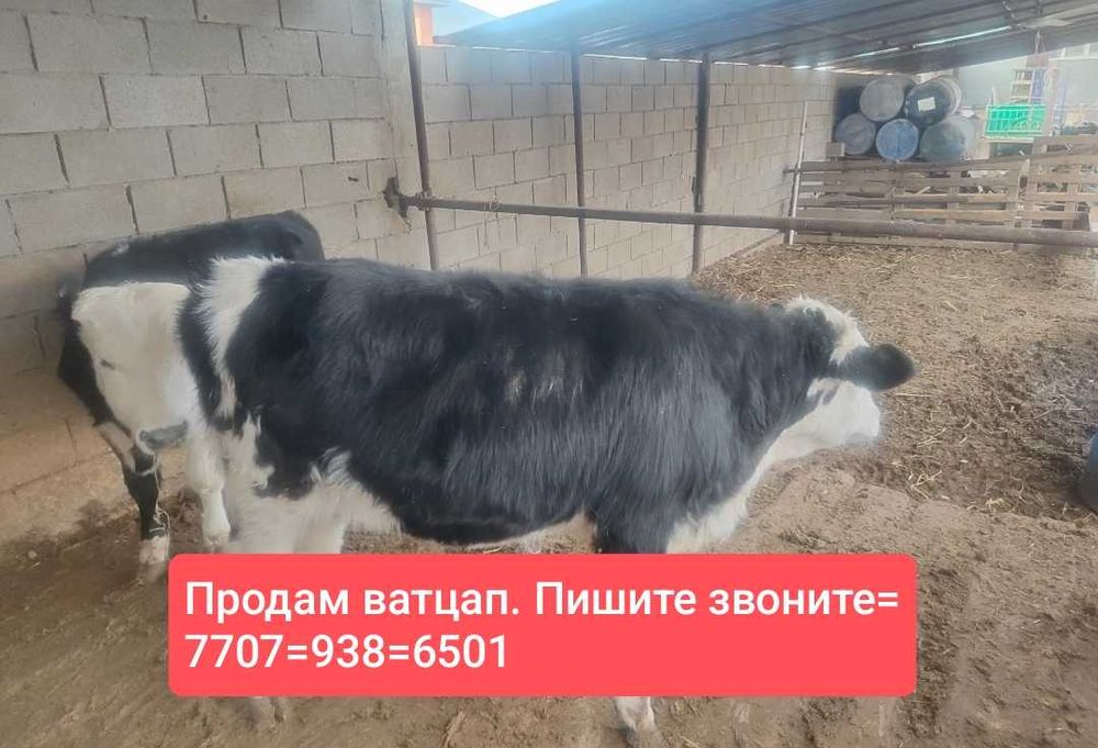 Продам телят пара