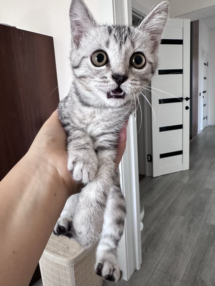 Котенек в добрые руки