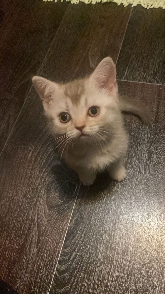 Котята вислоухие и прямоухие