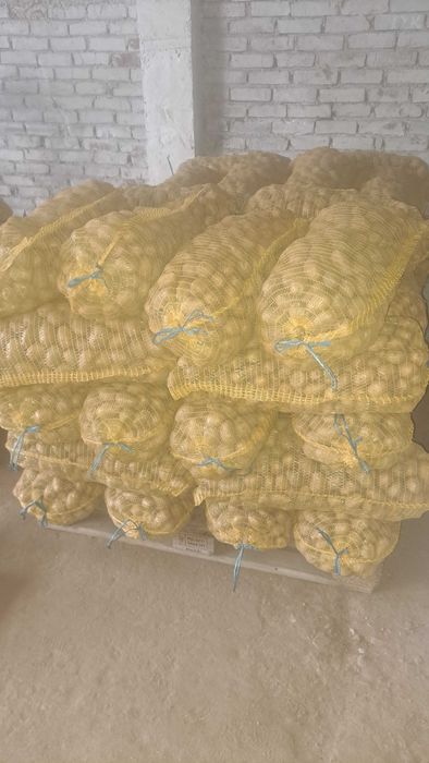 Картофи за семе Сорая