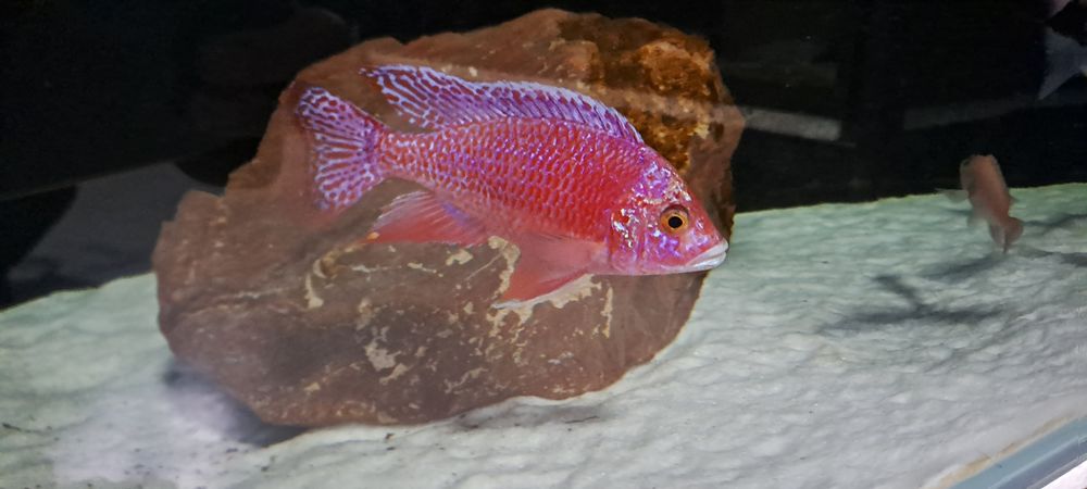 Aulonocara fire fish