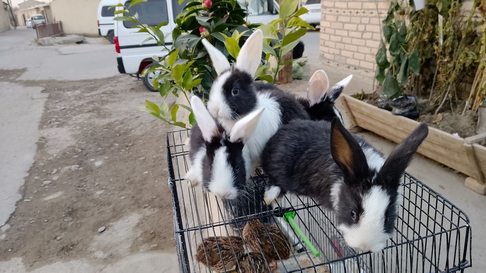 Parodali quyonlar pandacha