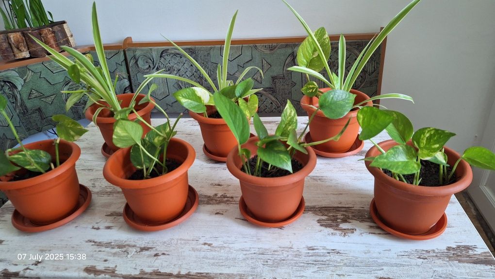 Set plante in ghiveci