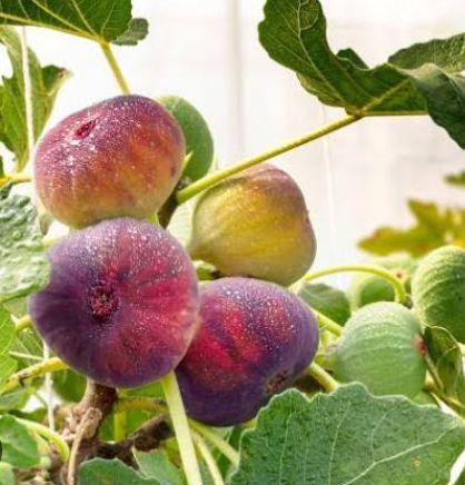 Pomi Fructiferi Exotici La Ghiveci (Soiuri de Smochin )