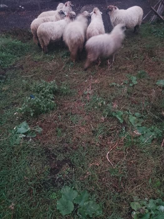 Vând oi de reformă și miei