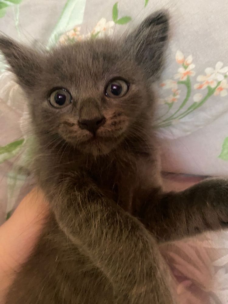 Отдам котят в хорошие руки
