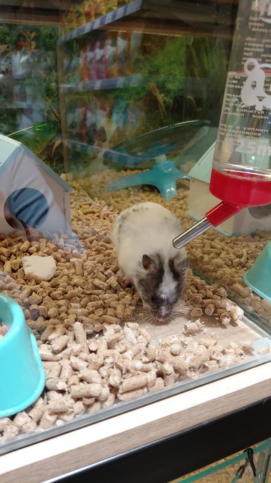 Хомяки из Зоомагазина