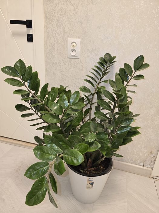 Цветы для дома и офиса