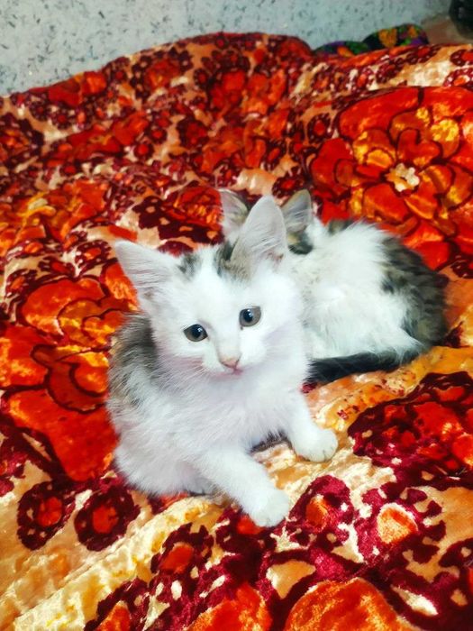 Mushuklar hadya qilinadi