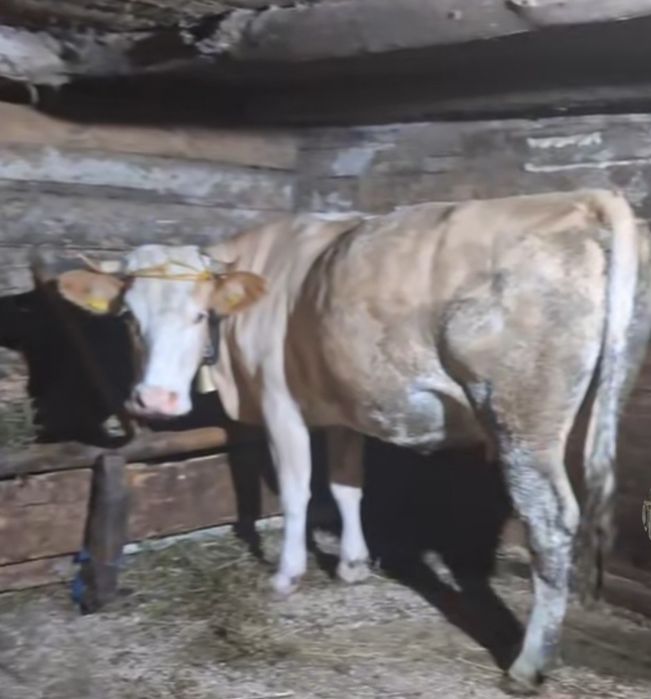 Se vinde vaca cuminte