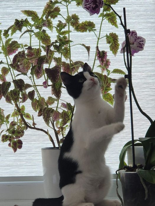 Кошечка Малышка 4 месяца в самые любящие руки!