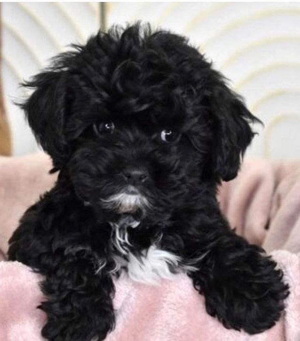 Щенок мальтипу F1, мальчик