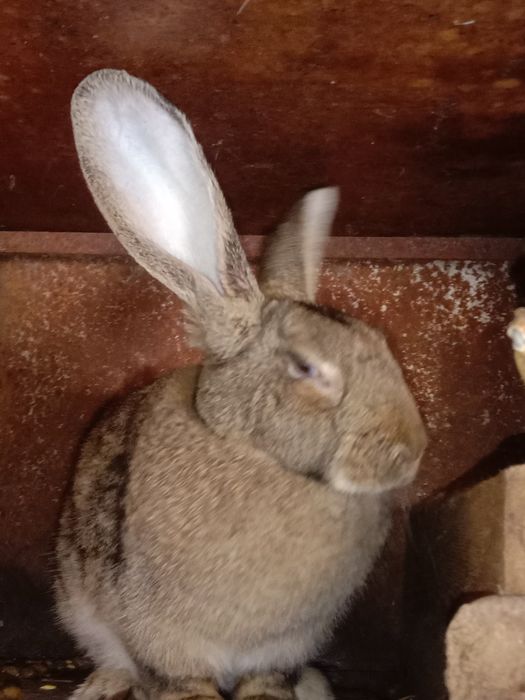 Продам кроликов разных пород все кролики здоровые прививки зделаны