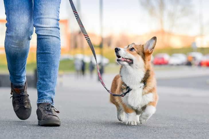 Plimb câinii/Dog Walker Oradea